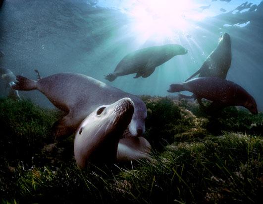 �Ĵ����Ǻ�ʨ