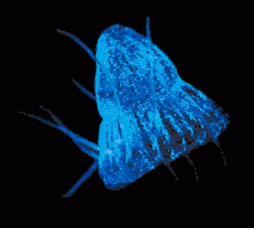 ˮĸ�����Ⲩ