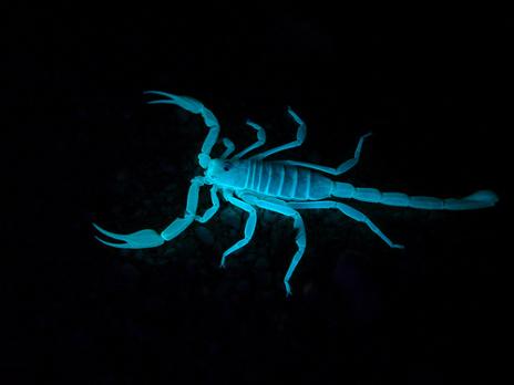 ����ɢ����������