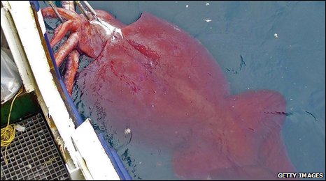 ����<a href=http://www.xinjiewang.com/caiwuxinxi/3/6/ target=_blank class=infotextkey>�о�</a>���־����������ǿ��µ���ʳ��