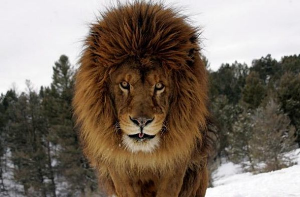 ����ֻ�м�Ӣ��