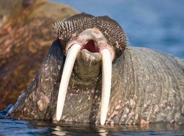 ������Ƿ