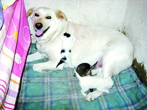 ��Ȯ�䵱��������4ֻ����������Сè(ͼ)