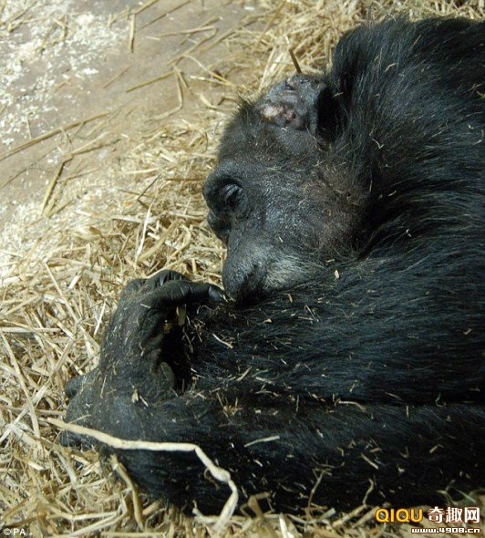 ��ѧ��ץ�ĵ���һ����Ƶ���״�Ϊ����չʾ�˺��������������һ�������������˱���ػ��Ͱ�˼