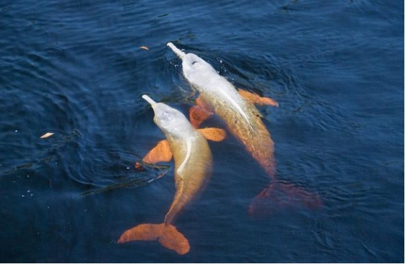 呈现出<a href=http://www.xinjiewang.com/xingzuoxinxi/25/ target=_blank class=infotextkey>特征</a>明显的粉色