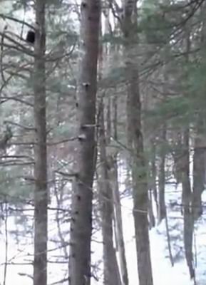 ������ѩɭ�ַ���<a href=http://www.xinjiewang.com/zhouyiyanjiu/3/ target=_blank class=infotextkey>����</a>&ldquo;���Ұ��&rdquo;�ټ�(ͼ)