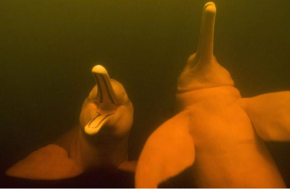 ����ѷ����