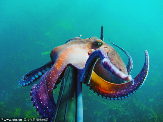 章鱼对摄像设备很感<a href=http://www.xinjiewang.com/aiqingxinxi/2/3/ target=_blank class=infotextkey><a href=http://www.xinjiewang.com/aiqingxinxi/2/3/ target=_blank class=infotextkey>兴趣</a></a>。