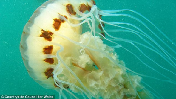 ����һֻ����ˮĸ�����Ĳ����״�Ķ��ӣ�ֱ���ɴ�8Ӣ�磨20.32���ף���24�����ֿɴ�24Ӣ�磨60.96���ף�������ѧ������ů���ȴ������﷢�����ǡ�