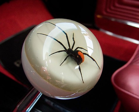 红色蜘蛛不是很常见