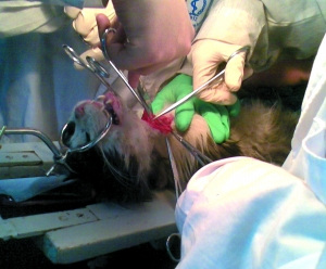 ������ҽѧ��ҩ��ѧϵʵ����ϣ�<a href=http://www.xinjiewang.com/meinv/14/ target=_blank class=infotextkey>ѧ��</a>������è����ʵ�顣��ʵ����è��ָ��Դ�������������� ���� ��